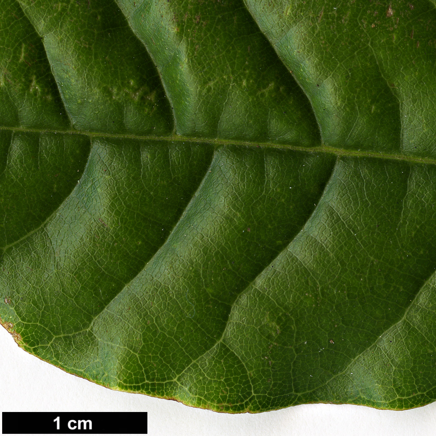 High resolution image: Family: Fagaceae - Genus: Lithocarpus - Taxon: corneus